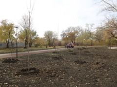 В благоустроенном парке &laquo;Мостозавода&raquo; высадили липы, рябины, клены и ели