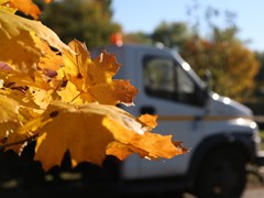 В парке Патриотов высадили клены и липы