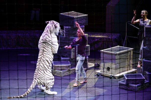 &laquo;Поцелуй с тигром&raquo;. Каким ноу-хау в дрессуре хищников удивят зрителей в Воронежском цирке