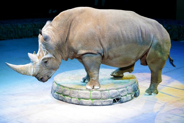 &laquo;Поцелуй с тигром&raquo;. Каким ноу-хау в дрессуре хищников удивят зрителей в Воронежском цирке