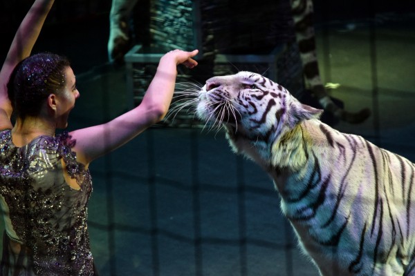 &laquo;Поцелуй с тигром&raquo;. Каким ноу-хау в дрессуре хищников удивят зрителей в Воронежском цирке