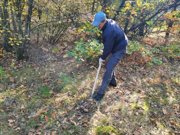 Часть деревьев со стройплощадки мегашколы в Воронеже пересадят в городские дворы
