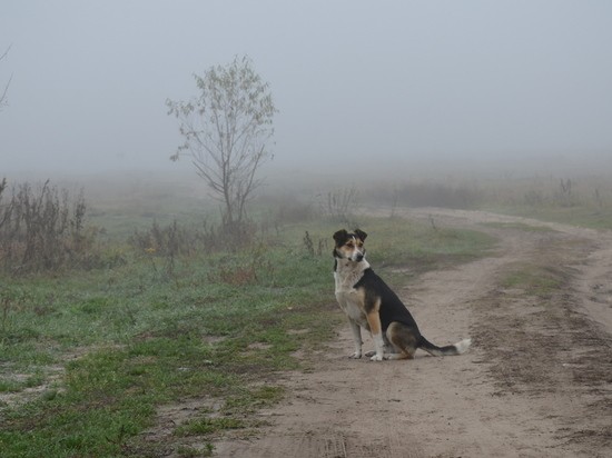 В субботу воронежцев ждет туманное утро