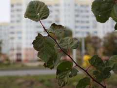 Высадка 473 деревьев завершит масштабный проект по реконструкции улицы Острогожской