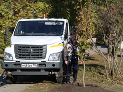 В парке Патриотов высадили клены и липы