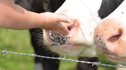Потерявшийся в воронежском селе малыш рассказал, почему ушёл из дома
