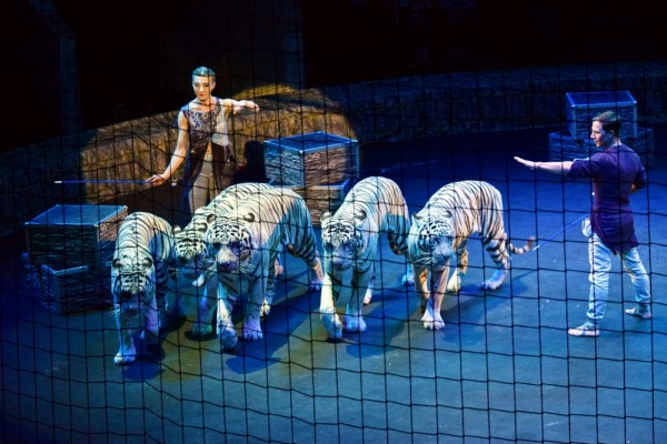 &laquo;Поцелуй с тигром&raquo;. Каким ноу-хау в дрессуре хищников удивят зрителей в Воронежском цирке