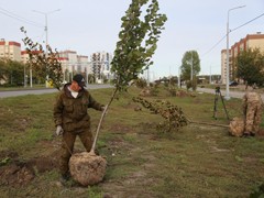 Высадка 473 деревьев завершит масштабный проект по реконструкции улицы Острогожской