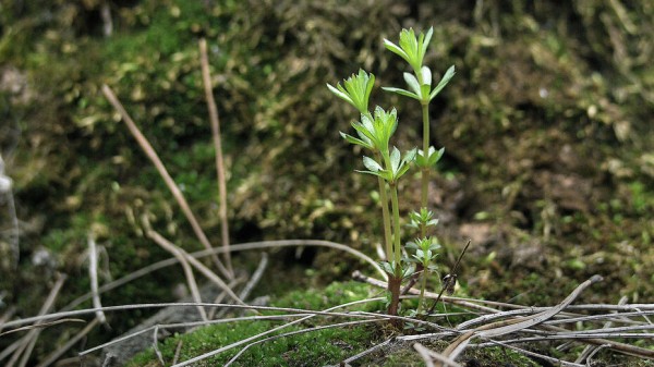 В Воронежском госуниверситете появятся аптекарский огород и зеленые стены