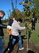 В парке Патриотов высадили клены и липы