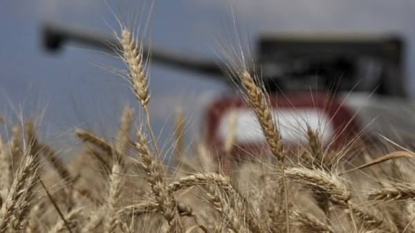 &laquo;Новая мера поддержки &ndash; подарок для аграриев&raquo;. Воронежские сельхозпроизводители &ndash; об инициативе губернатора