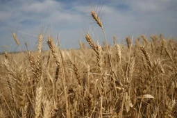 &laquo;Новая мера поддержки &ndash; подарок для аграриев&raquo;. Воронежские сельхозпроизводители &ndash; об инициативе губернатора