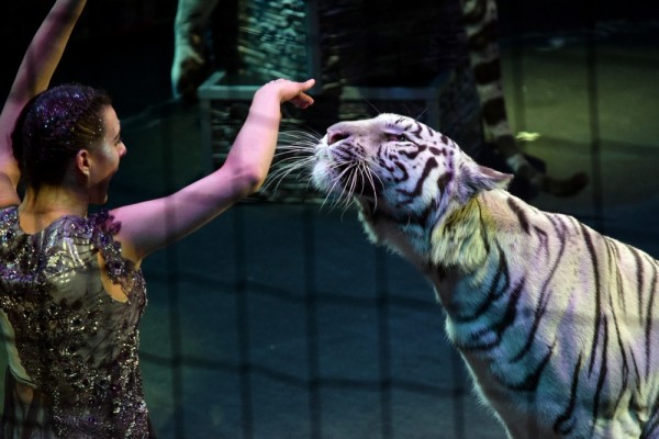 &laquo;Поцелуй с тигром&raquo;. Каким ноу-хау в дрессуре хищников удивят зрителей в Воронежском цирке