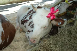 В Воронежской области план посева озимых перевыполнили на 5%