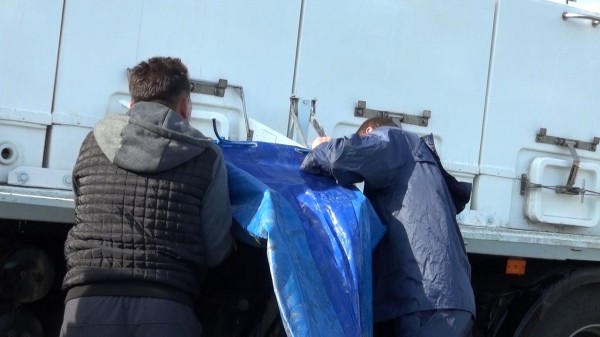 В реку Икорец в Воронежской области выпустили более 500 тыс. мальков сазана