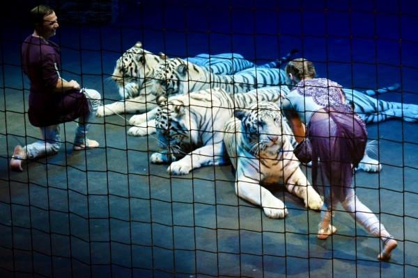 &laquo;Поцелуй с тигром&raquo;. Каким ноу-хау в дрессуре хищников удивят зрителей в Воронежском цирке