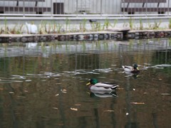 В Воронежском центральном парке завершились работы по оздоровлению водоема
