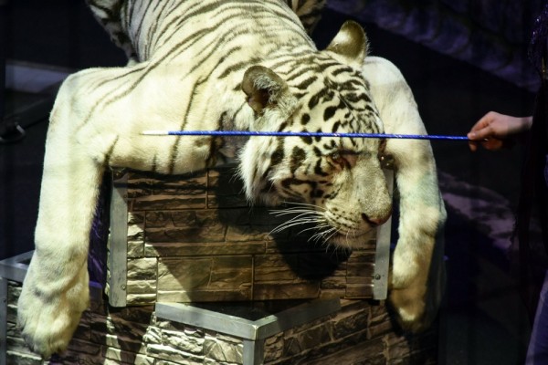&laquo;Поцелуй с тигром&raquo;. Каким ноу-хау в дрессуре хищников удивят зрителей в Воронежском цирке