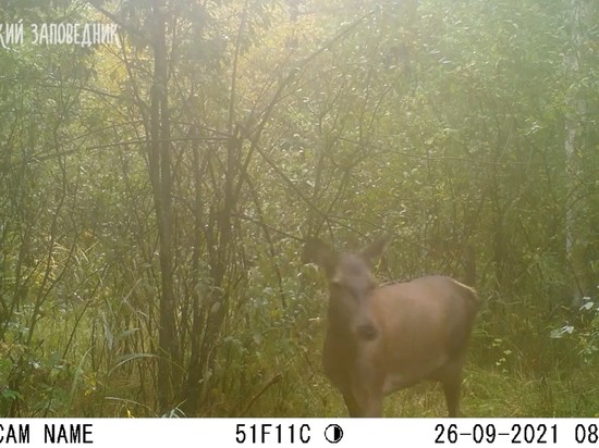 В Воронежском заповеднике выросла численность благородных оленей