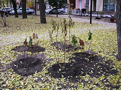 На территории Литературного бульвара завершается монтаж автополива и высадка растений