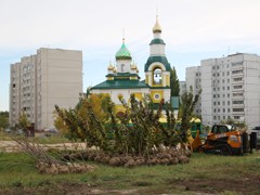 Высадка 473 деревьев завершит масштабный проект по реконструкции улицы Острогожской