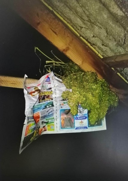 У воронежца на чердаке дома нашли 1,4 кг марихуаны и приспособления для её употребления