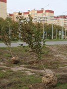 Высадка 473 деревьев завершит масштабный проект по реконструкции улицы Острогожской