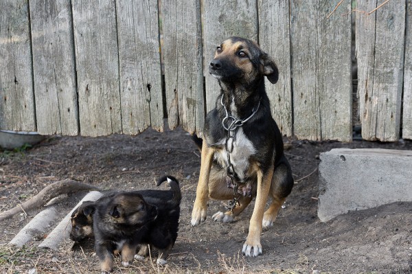 Заброшенные хутора: как пустеют воронежские деревни. Иловка