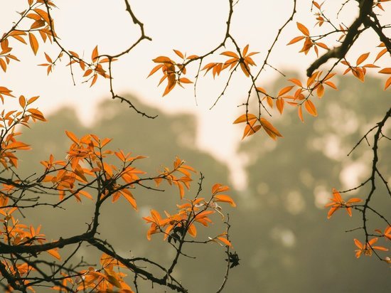 Теплая и мягкая погода ждет воронежцев в нерабочий четверг