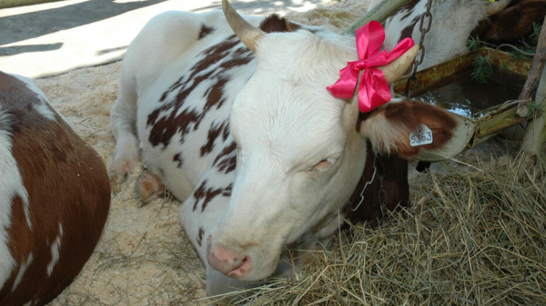 Воронежские предприятия в 2021 году уже произвели 688 тыс т молока