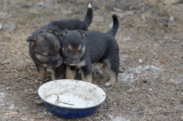 Заброшенные хутора: как пустеют воронежские деревни. Иловка