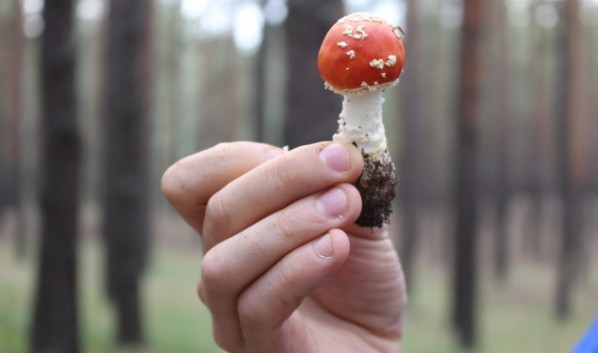 В Воронежской области из-за отравления грибами умерли 4-летние двойняшки