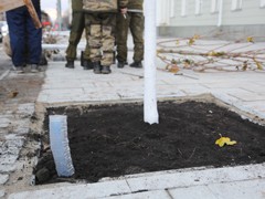 На проспекте Революции высажены первые клены