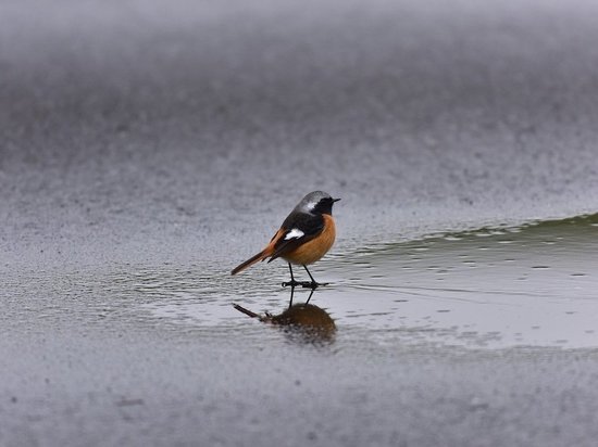 Во вторник Воронеж может встретить гололед