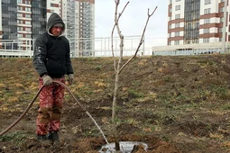 Мэрия Воронежа подготовилась к высадке деревьев и кустарников в декабре