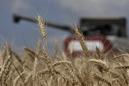 Сахарные заводы Воронежской области заготовили в 2021 году 3,65 млн тонн сахарной свеклы