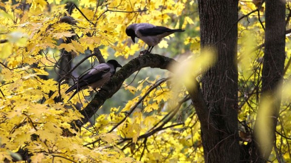 Воронежских школьников позвали на олимпиаду &laquo;Эколята &ndash; молодые защитники природы 2021&raquo;