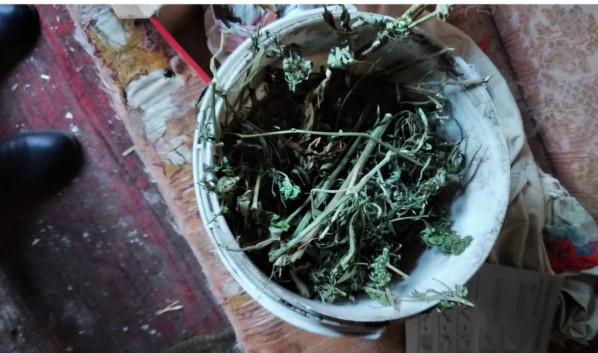 Под Воронежем у жителя частного дома на дворе нашли 0,7 кг растений конопли