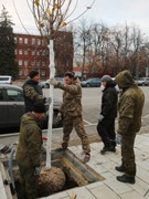 На проспекте Революции высажены первые клены