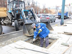 На проспекте Революции высажены первые клены