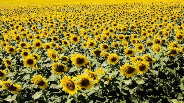 Более 1 млн т подсолнечника намолотили в Воронежской области