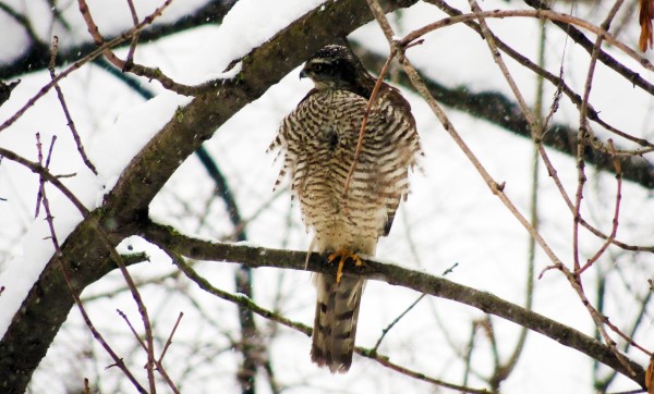 Философский фестиваль, спектакль драмтеатра и концерт ДДТ. Чем воронежцам заняться онлайн