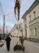 На проспекте Революции высажены первые клены