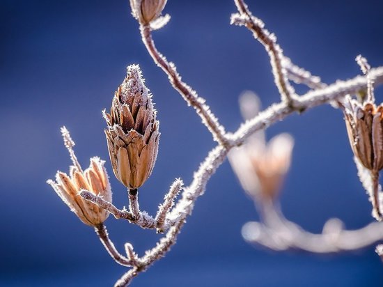 В пятницу в Воронеже спрогнозировали морозный и ветреный день