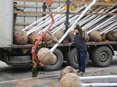 На проспекте Революции высажены первые клены