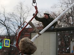 На проспекте Революции высажены первые клены