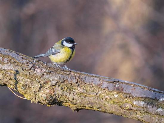 Народные приметы, праздники, именины: 12 ноября покорми синиц