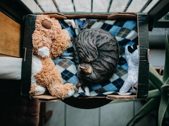 Народные приметы и праздники: сегодня отмечают День признательности снежинкам и сворачивания в клубочек