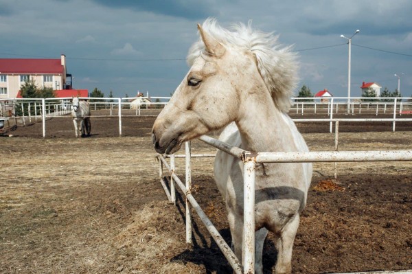 Гид РИА &laquo;Воронеж&raquo;. Чем заняться в первые выходные зимы
