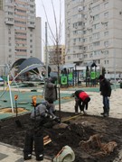 Воронеж продолжает озеленение, которое было практически сорвано нерадивыми подрядчиками